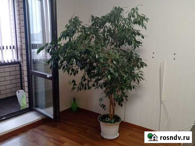 Фикус Бенджамина Набережные Челны - изображение 1