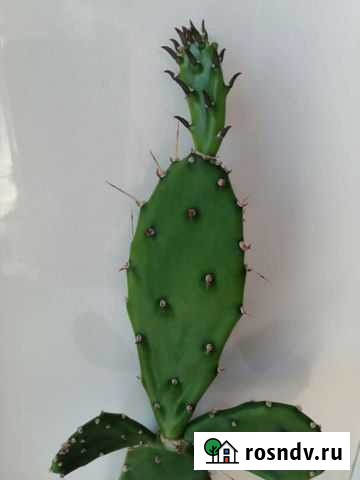 Опунция Брянск - изображение 1