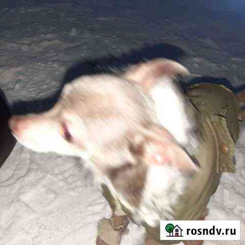 Собака Казань