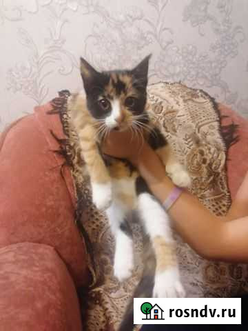 Котенок в дар Супонево - изображение 1