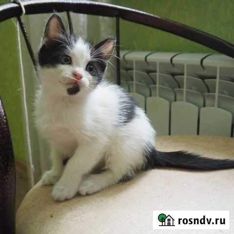 Котенок девочка с бородой ищет дом Пенза - изображение 1