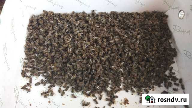 Пчелиный подмор Старый Оскол - изображение 1
