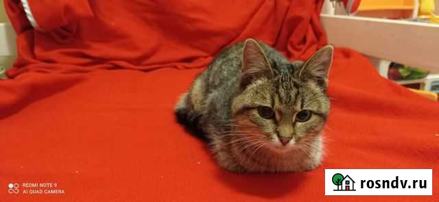 Кошка в дар Отрадное - изображение 1