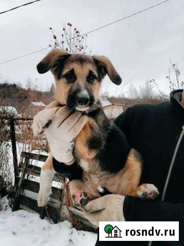 Малышка Дора ищет дом Пенза - изображение 1