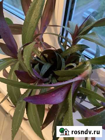 Рео покрывальчатое Серпухов - изображение 1