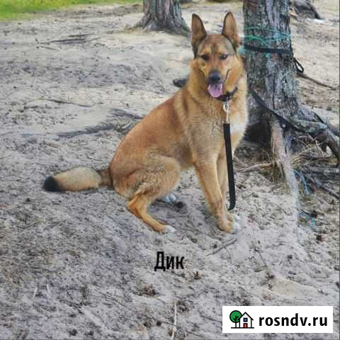 Отдам собаку Петрозаводск - изображение 1