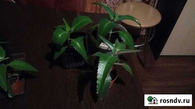 Каланхоэ Новомосковск - изображение 1