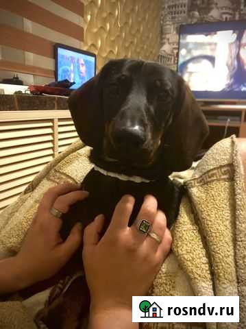 Такса мальчик на вязку Владимир - изображение 1