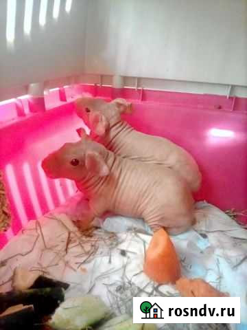 Морская свинка скинни Самара - изображение 1