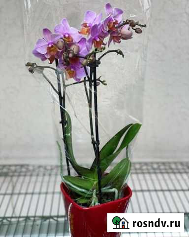 Орхидея мультифлора Симферополь - изображение 1