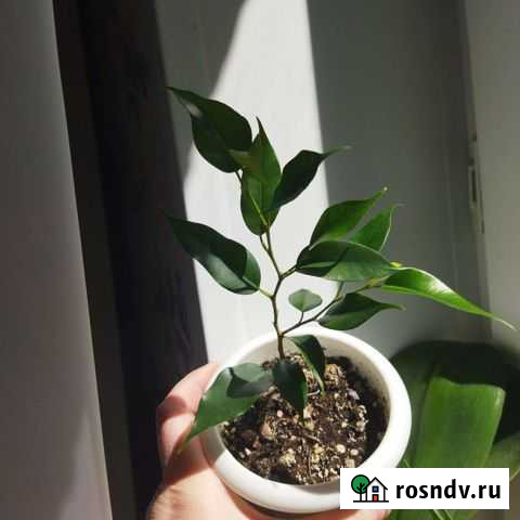 Фикусы Ярославль - изображение 1