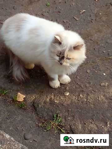 Кошечка в семью Рыбинск - изображение 1