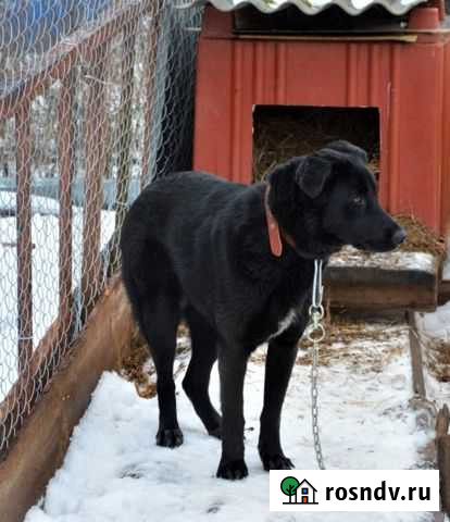 Собака Тверь - изображение 1