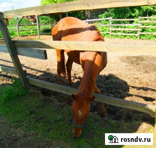 Навоз конский Курск - изображение 1