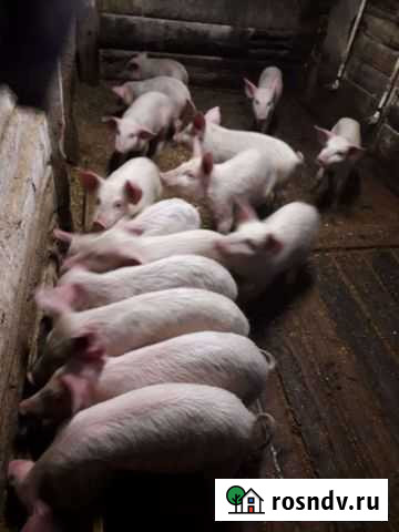 Поросенок ландрас Белореченский - изображение 1