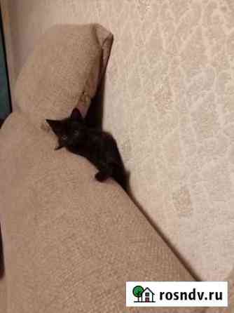 Кошка Чита
