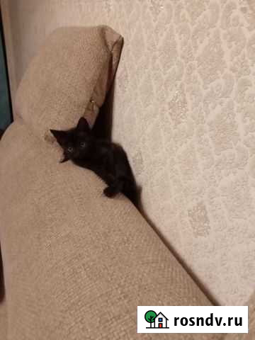 Кошка Чита - изображение 1