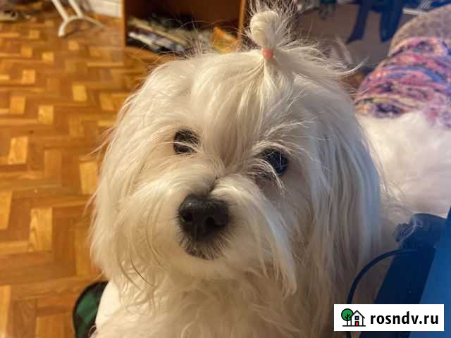 Мальтийская болоночка ищет приятеля болонку или то Калининград - изображение 1