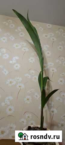 Кокосовая пальма Самара - изображение 1