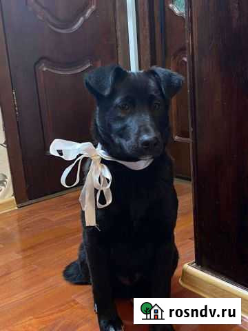 Лабрадористые малыши, щенки Истра - изображение 1