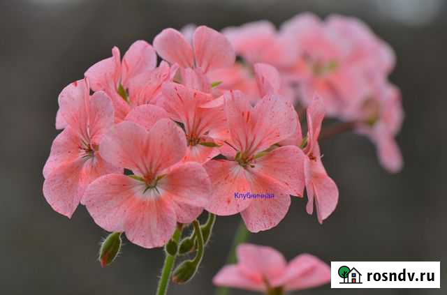 Пеларгония зональная Новомосковск - изображение 1