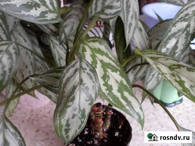 Аглоанема Махачкала - изображение 1