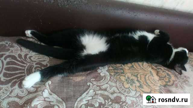 Отдам кошку в хорошие руки Тихвин - изображение 1