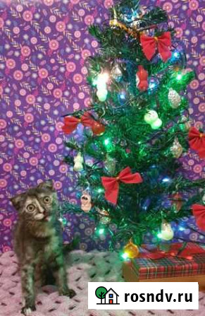 Котёнок в самые добрые ручки Казань - изображение 1