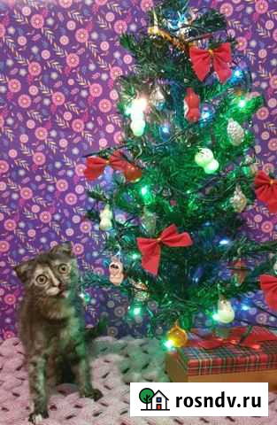 Котёнок в самые добрые ручки Казань - изображение 1