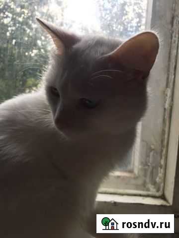 Котёнок Тюмень - изображение 1