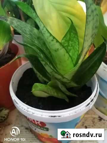 Сансевиерия Екатеринбург - изображение 1