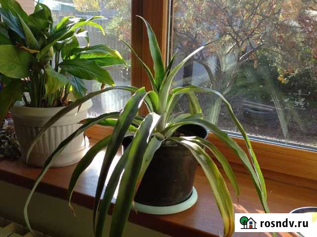 Ананас Улан-Удэ - изображение 1