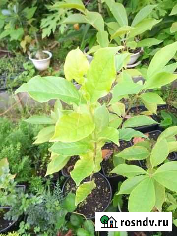 Магнолии Пятигорск - изображение 1