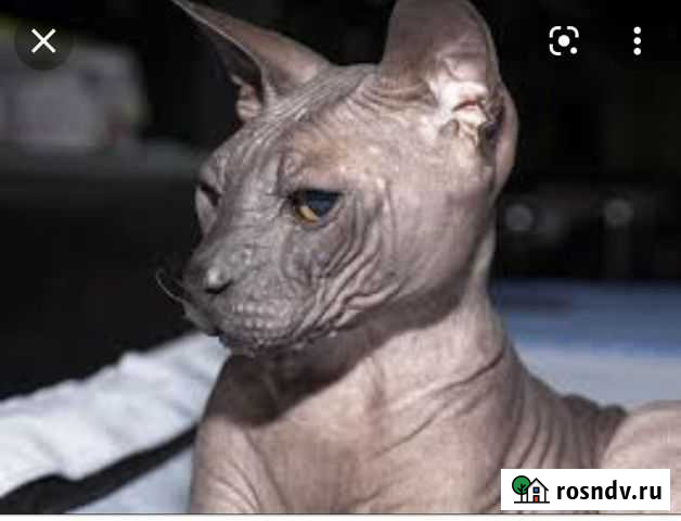 Сфинкс Брянск - изображение 1