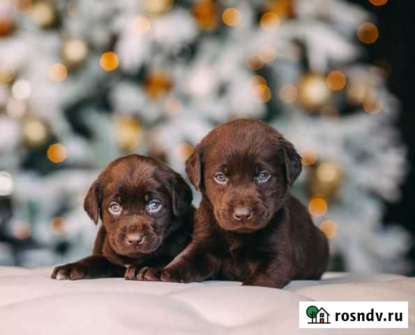Шоколадные щенки лабрадора Хабаровск - изображение 1