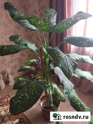 Диффенбахия Омск - изображение 1
