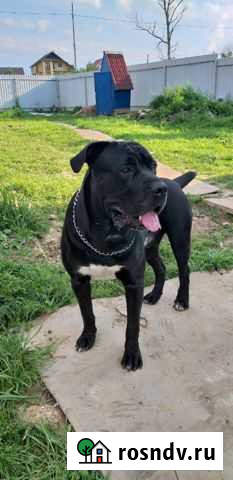 Кане Корсо вязка Краснозаводск - изображение 1