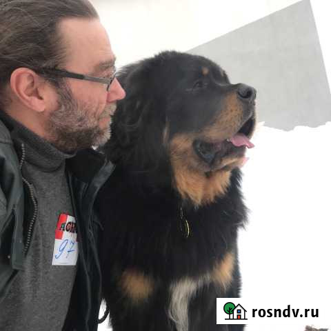 Шикарные щенки тибетского мастифа Осиново - изображение 1