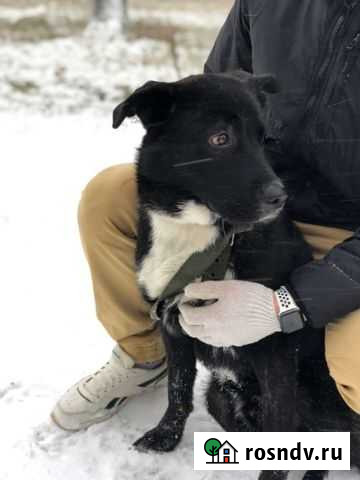 Собака в добрые руки щенок Тосно - изображение 1