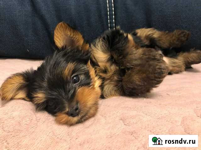 Йоркширский терьер щенки Сочи - изображение 1