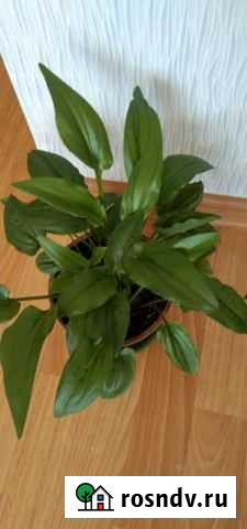 Цветок дримиопсис Березники - изображение 1