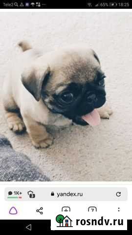 Мопс Воронеж - изображение 1