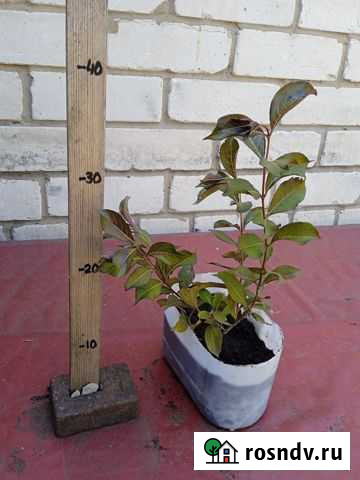 Вейгела нана пурпурея Тольятти - изображение 1