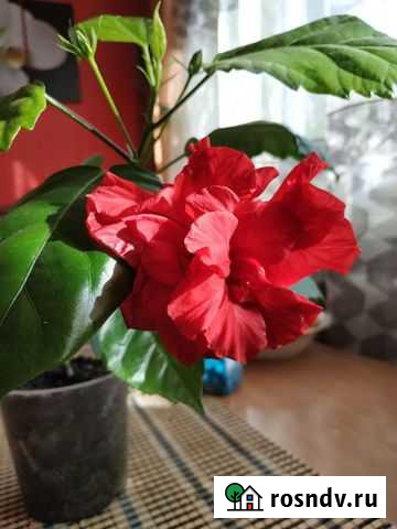 Гибискус или китайская роза Нижний Тагил - изображение 1