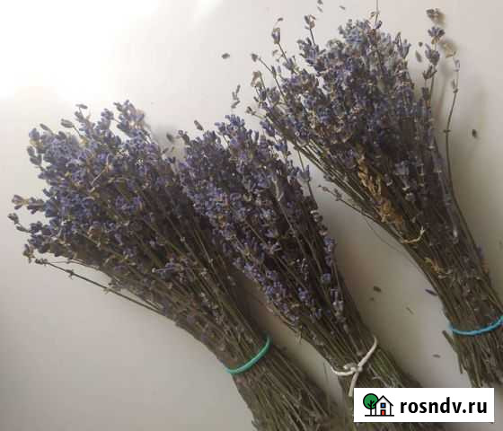 Лаванда Выборг - изображение 1