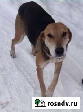 Эстонская гончая Казань - изображение 1