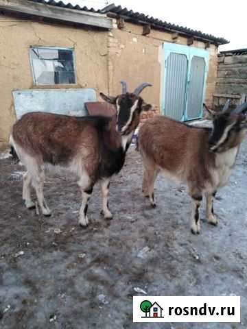 Коза альпийская, возраст 9 месяцев Саракташ - изображение 1