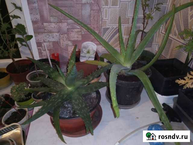 Алоэ Вера Калининград - изображение 1