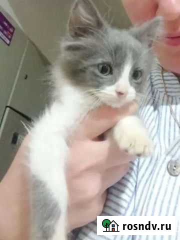 Кошки бесплатно Сочи - изображение 1