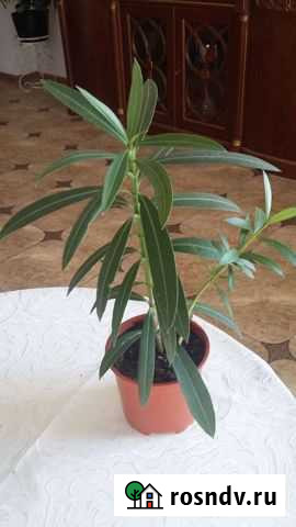 Олеандр розовый махровый Белгород - изображение 1